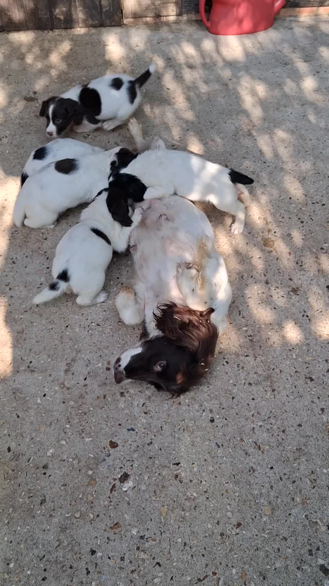 English Springer Spaniel dogs for sale: English Springer Spaniel puppies  - Video 1