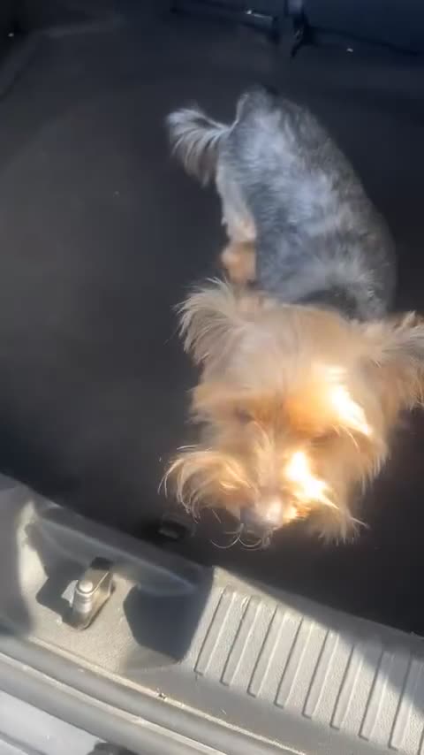 Mixed Breed dogs for sale: Chico🐾 - Video 1