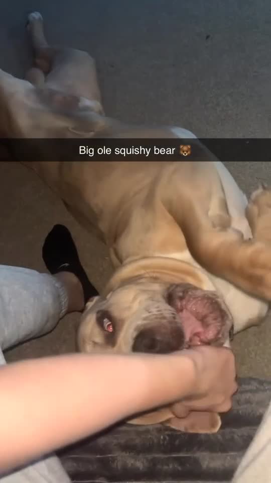 Mixed Breed dogs for sale: Koda for rehome  - Video 2