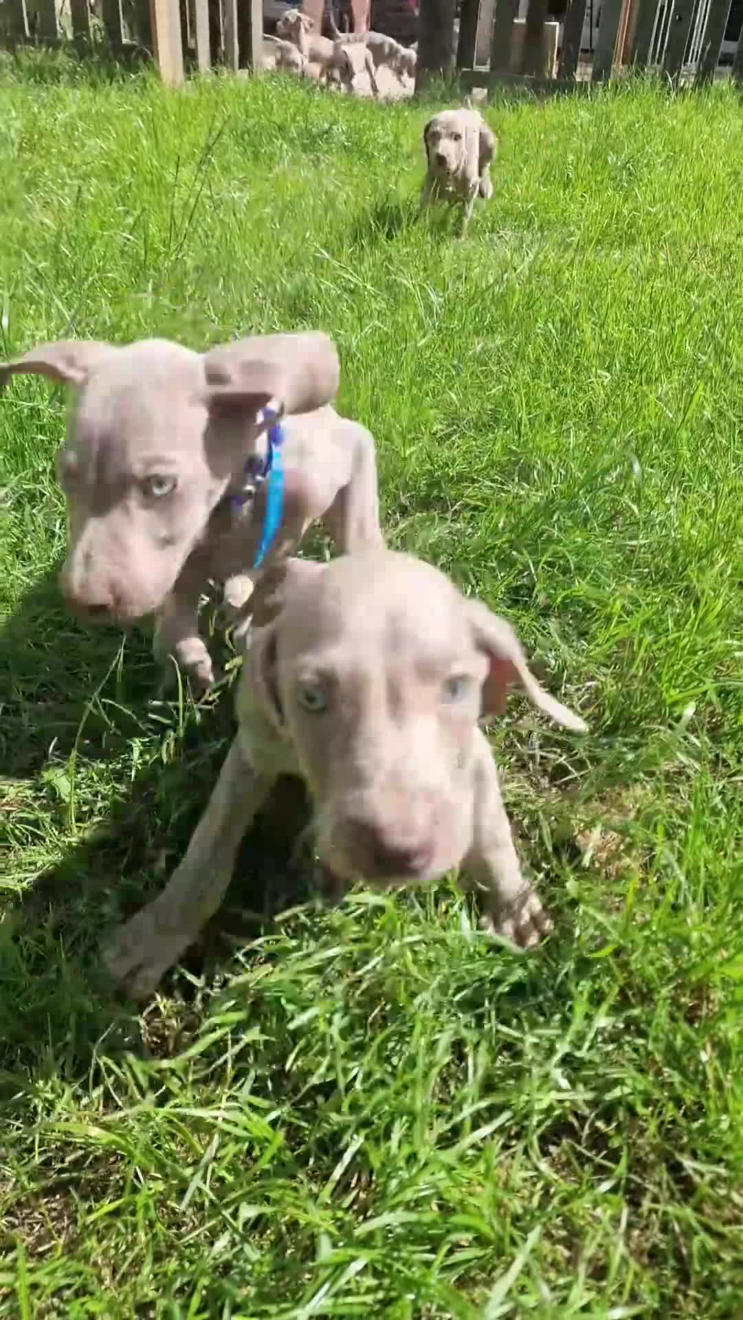 Weimaraner dogs for sale: Weimaraner Puppies Looking for Their Forver Home🐾 in Shrewsbury - Video 2