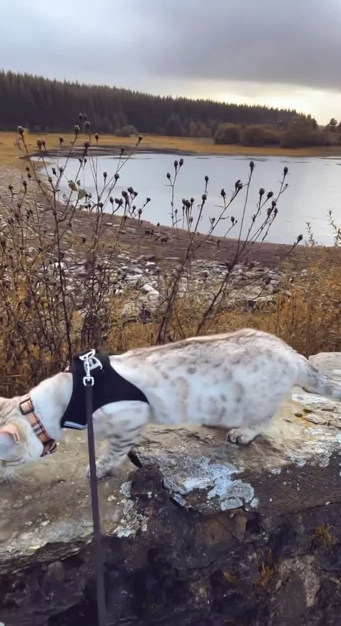 Bengal cats for sale: Moon the Snow Lynx Bengal - Video 1