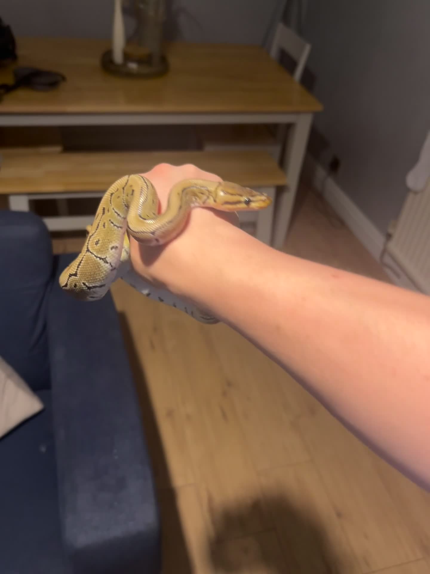 Python Snake reptiles for sale: Male pinstripe ball python  in Ebbw Vale - Video 1