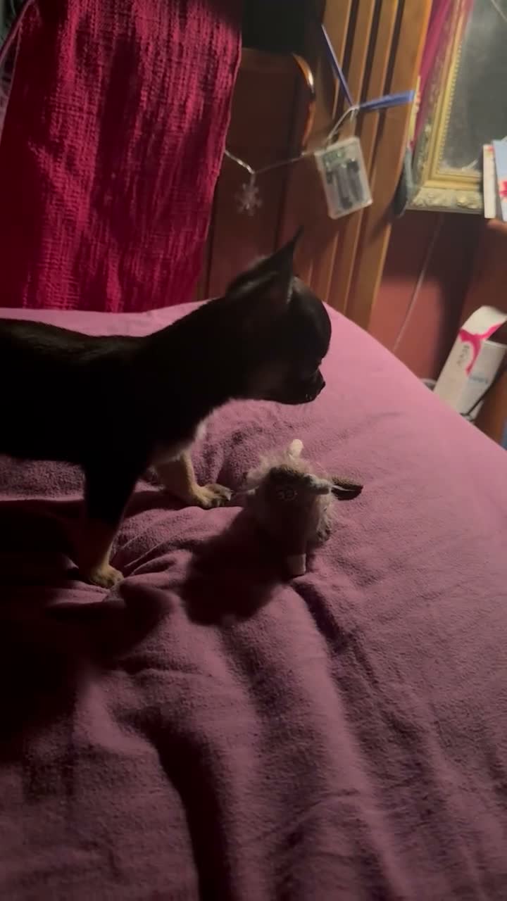 Chihuahua dogs for sale: For sale - Video 1