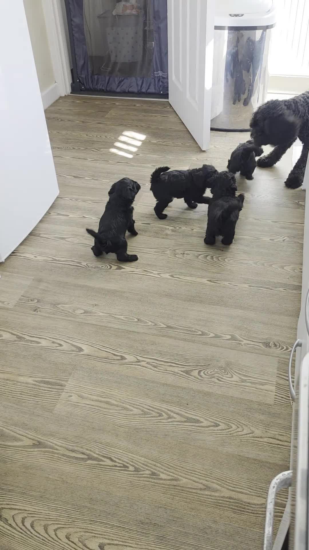 Mixed Breed dogs for sale: Cockashihpoos  - Video 1