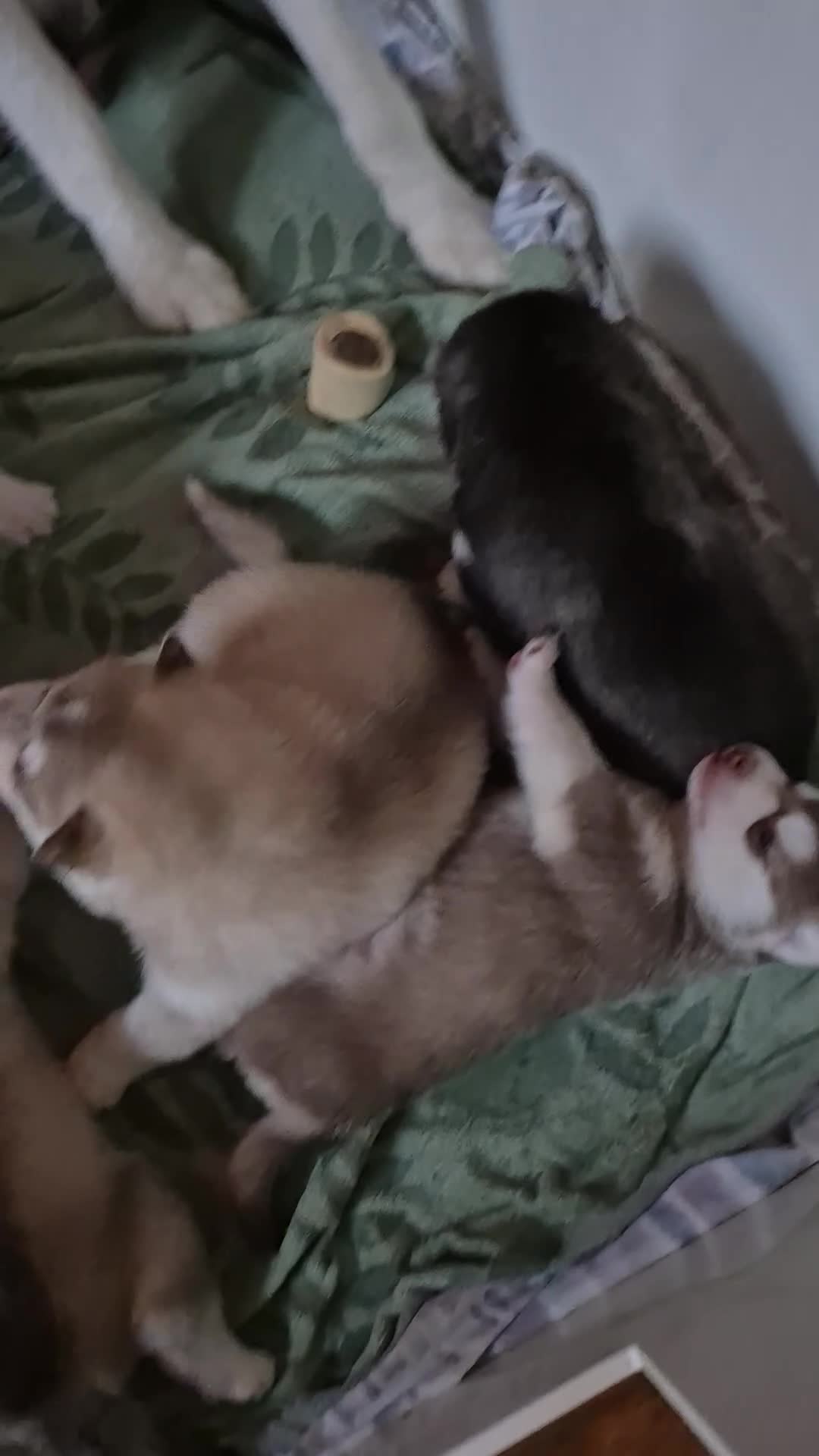 Siberian Husky dogs for sale: Beautiful Siberian Huskies  - Video 3