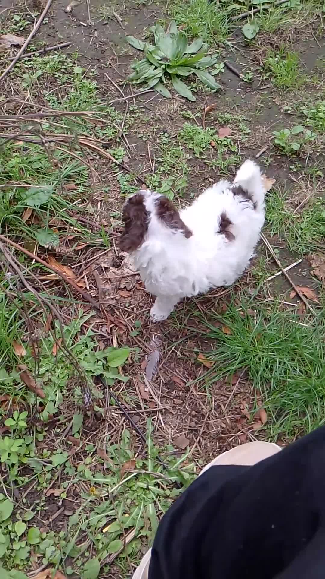 Miniature Poodle dogs for sale: Beautiful little boy in need of a home. - Video 1