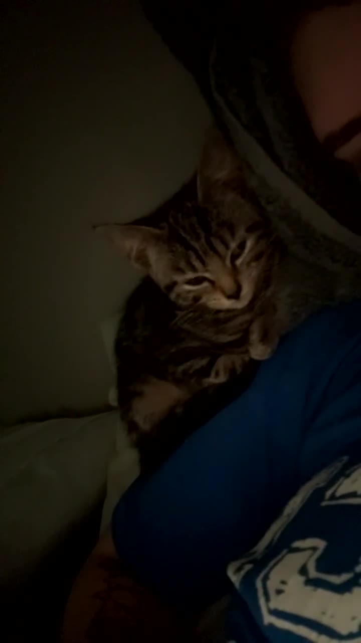 Domestic Shorthair cats for sale: Beautiful female kitten for sale - Video 1