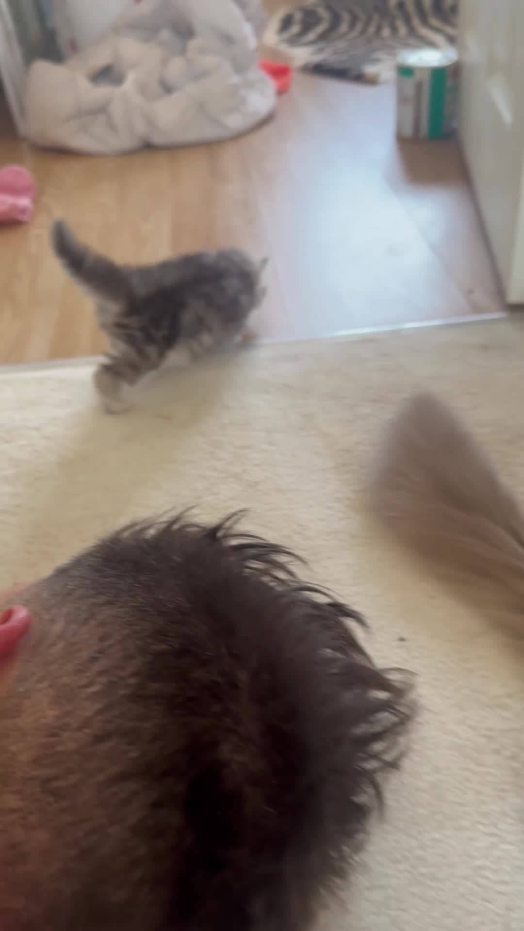 Perdoll cats for sale: Rare Perdolls  - Video 5