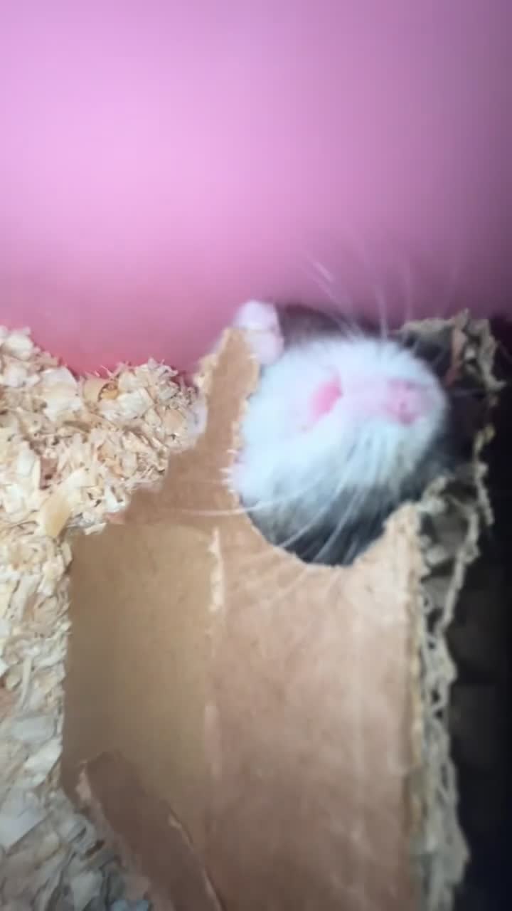 Hamster rodents for sale: Super cute young dwarf hamster - Video 2