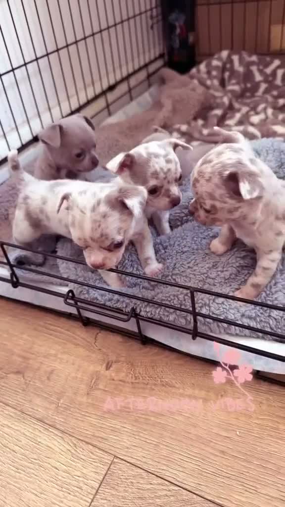 Chihuahua dogs for sale: Stunning litter of Merle & lilac chihuahuas  - Video 1