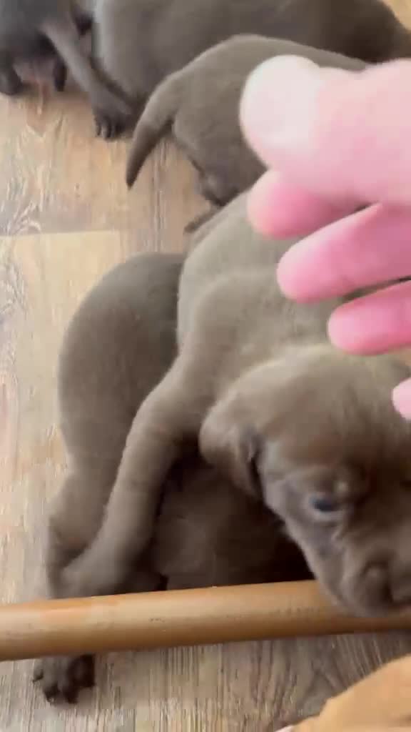 Labrador Retriever dogs for sale: Choc dual purpose Lab pups, KC Reg Health Tested  - Video 2