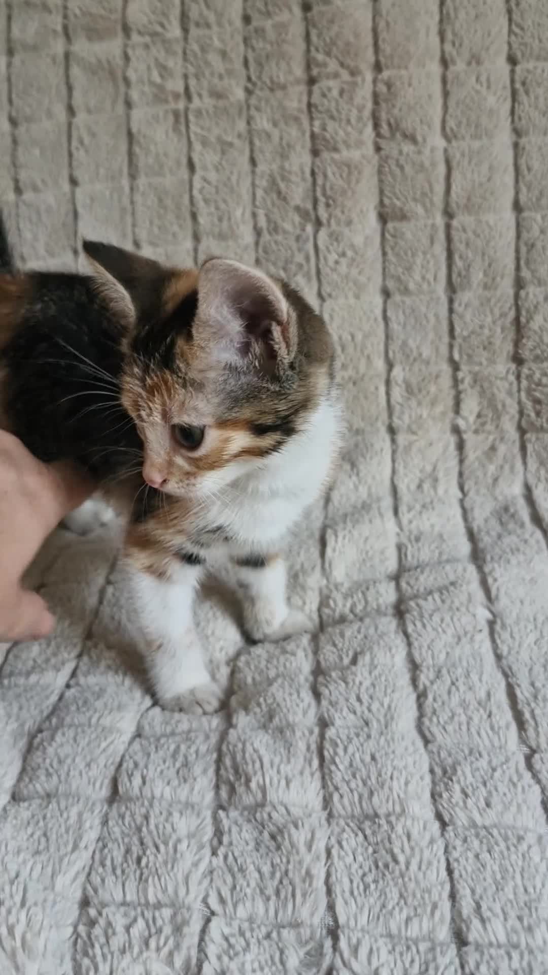Mixed Breed cats for sale: Last 2 Kittens Ready Now - Video 2