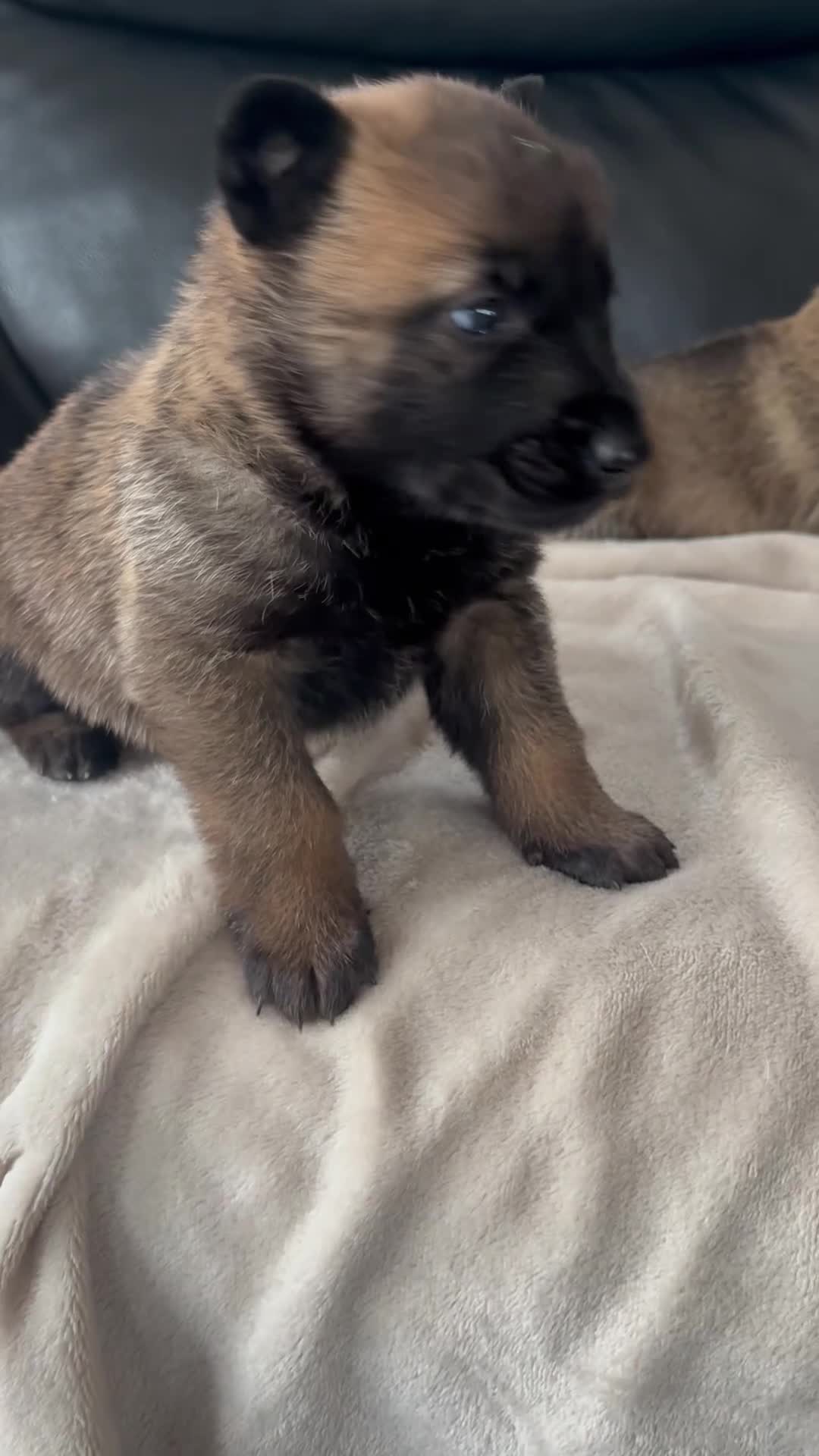 Belgian Shepherd Dog dogs for sale: Mam Dutch herder dad Belgian shepherd - Video 2