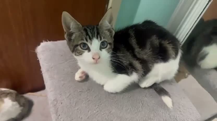Mixed Breed cats for adoption: Cute Patch looking for a home - Video 1