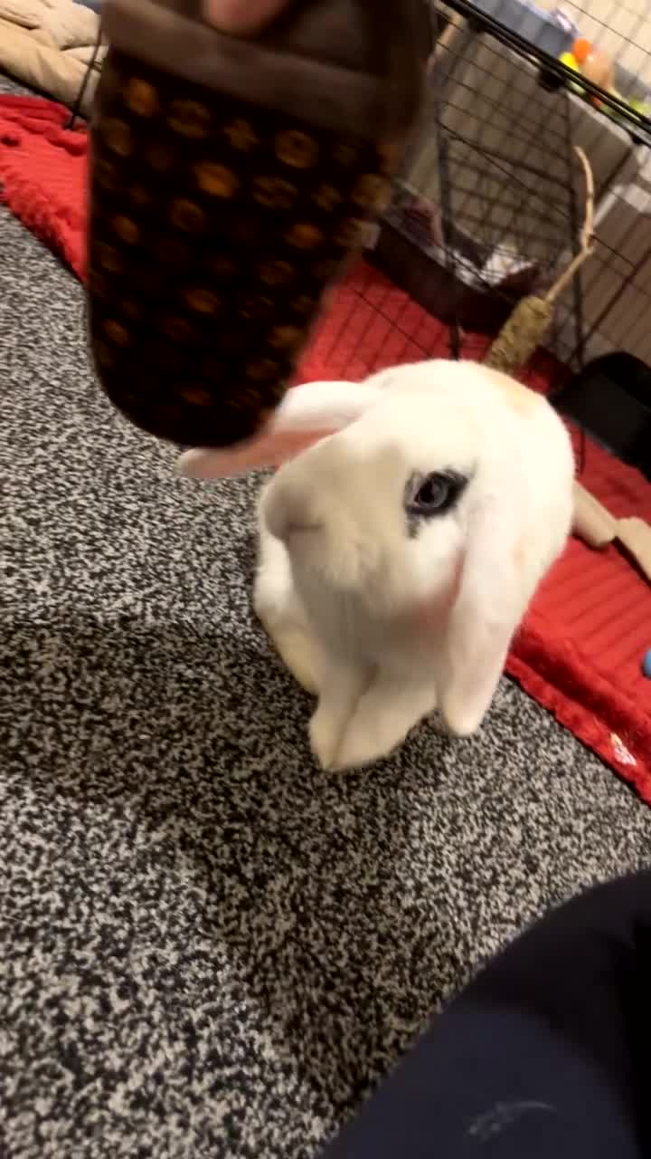 Mini Lop rabbits for sale: Mini Lop Bunny  - Video 4