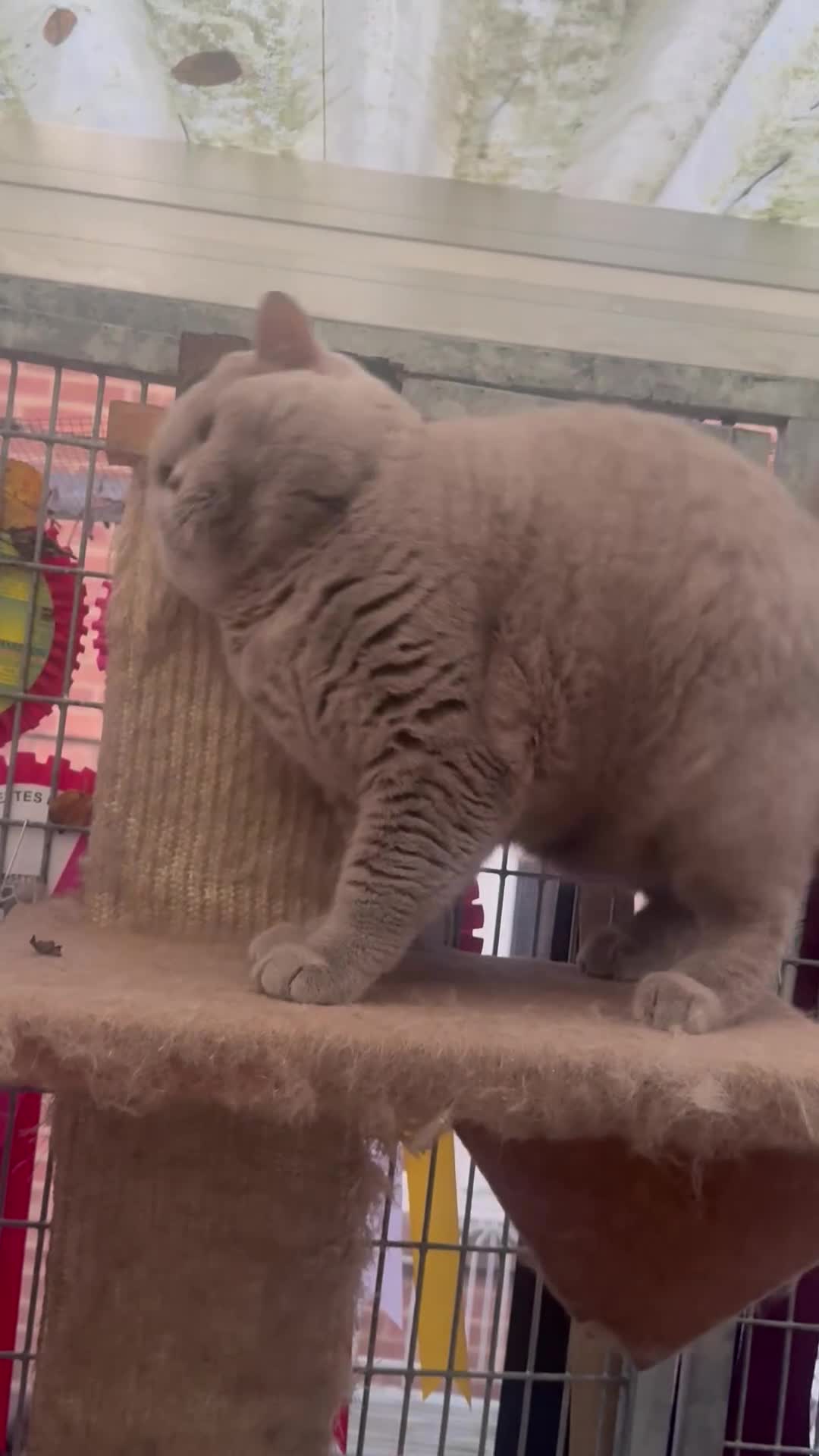 British Shorthair cats for stud: Gorgeous impgr Champion Bexivia Xavier blood B  in Leeds - Video 1