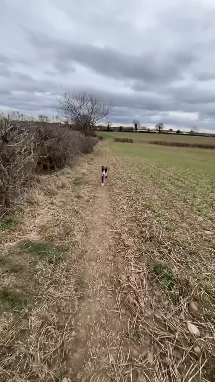 Border Collie dogs for sale: Pedigree Border Collie - Video 3