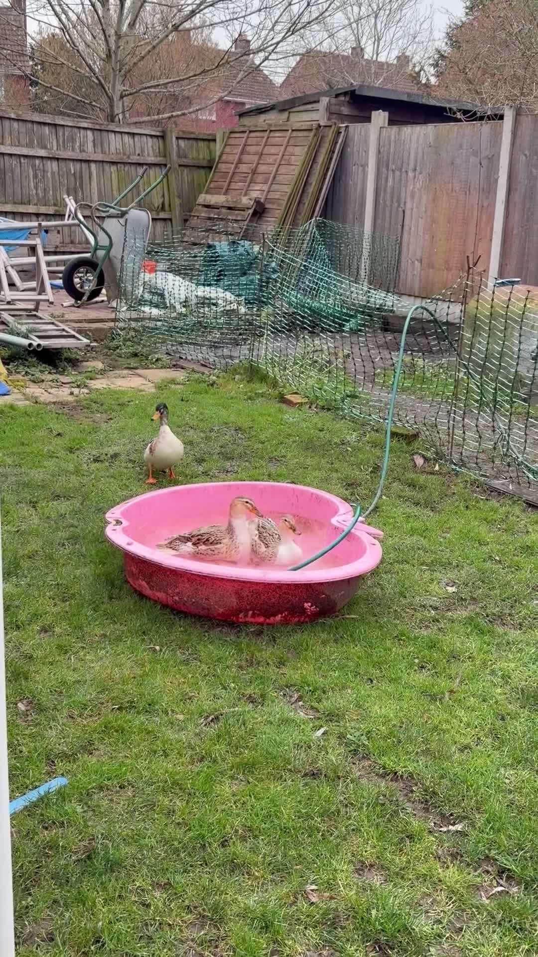 Ducks poultry for sale: Miniature Silver Appleyard Ducks – Semi Tame - Video 3