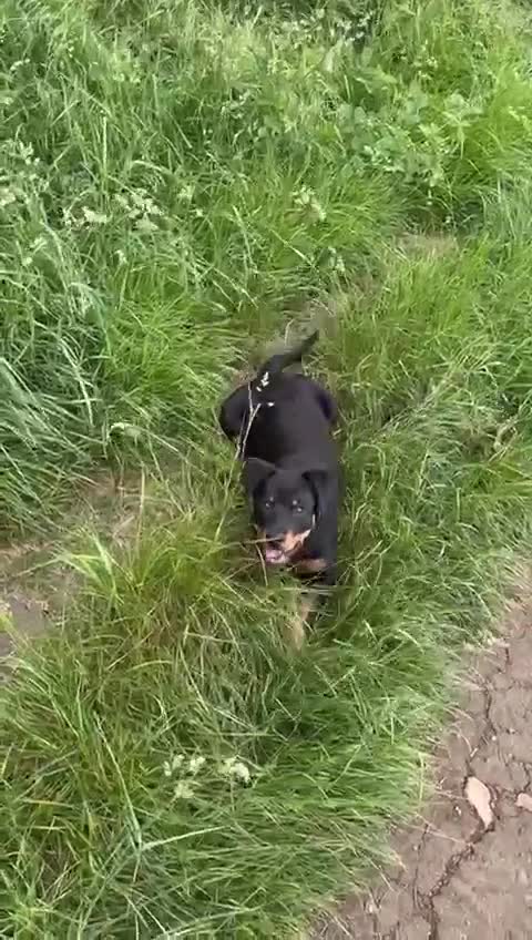 Rottweiler dogs for stud: FOR STUD ROTTWEILER  - Video 1