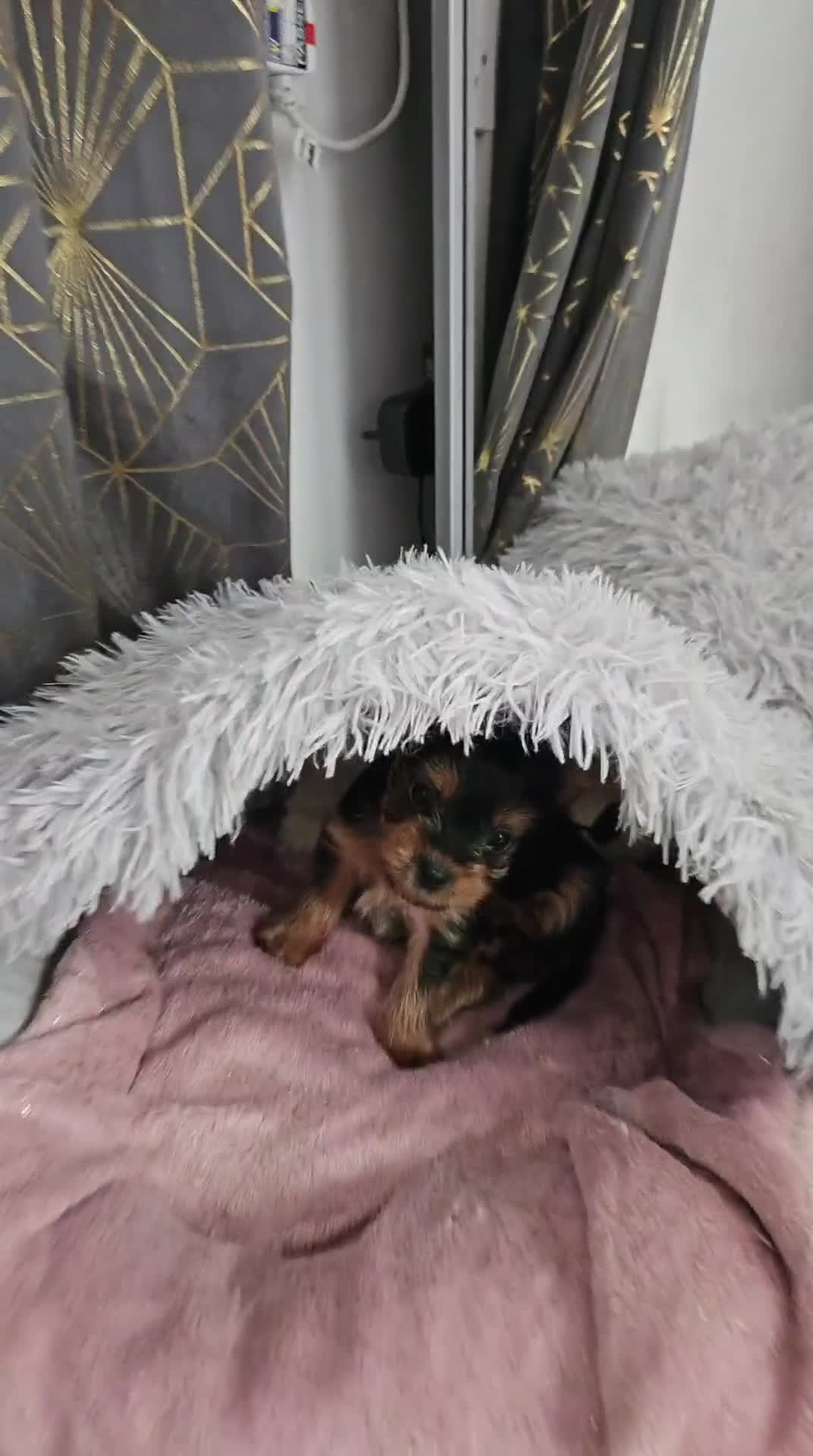 Yorkshire Terrier dogs for sale: Yorkshire terrier (miniature)READY NOW - Video 3