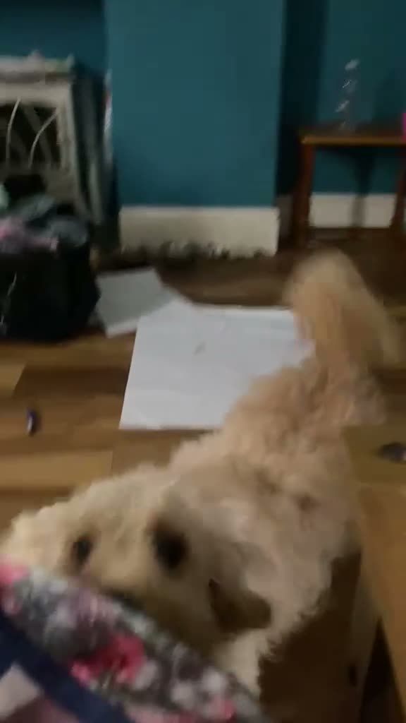 Cavachon dogs for sale: Chavachon - Video 1