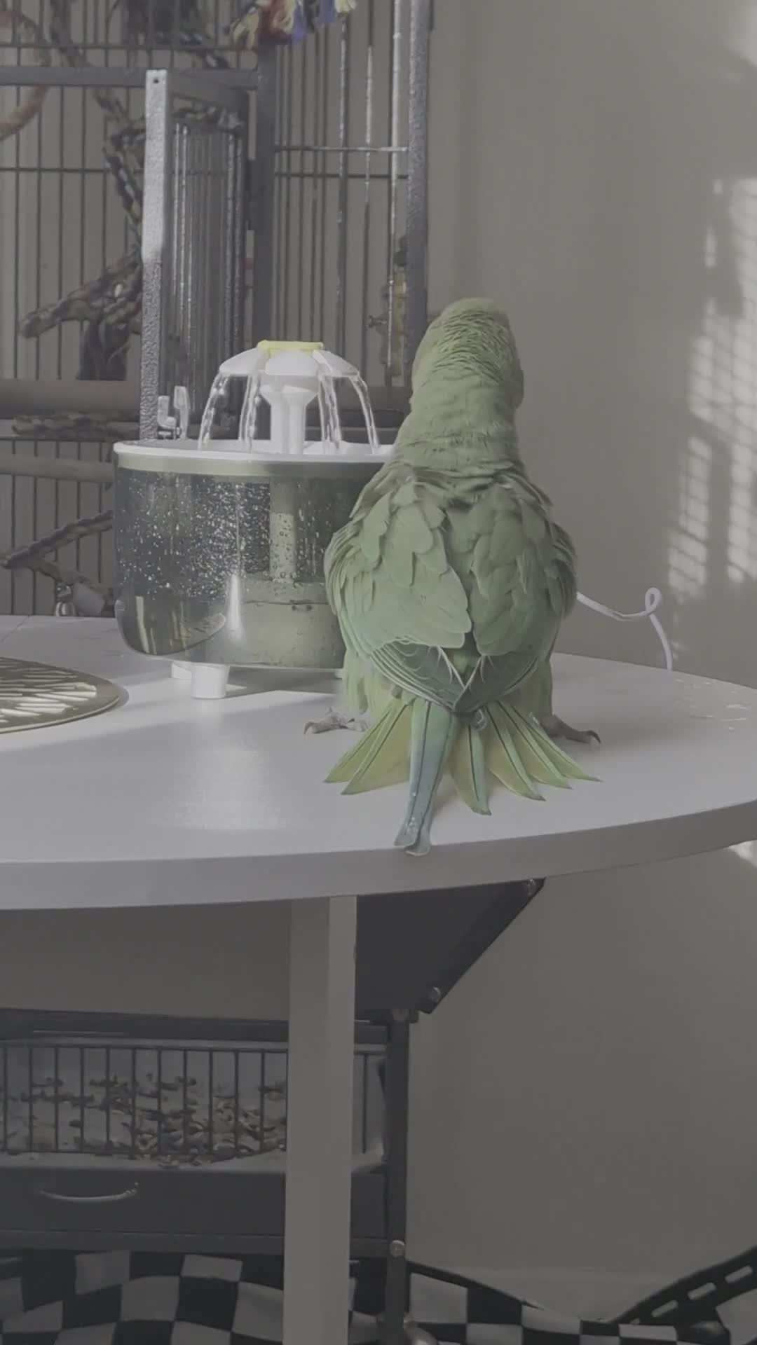 Ringnecks birds for sale: 2 ringneck parrots - Video 2