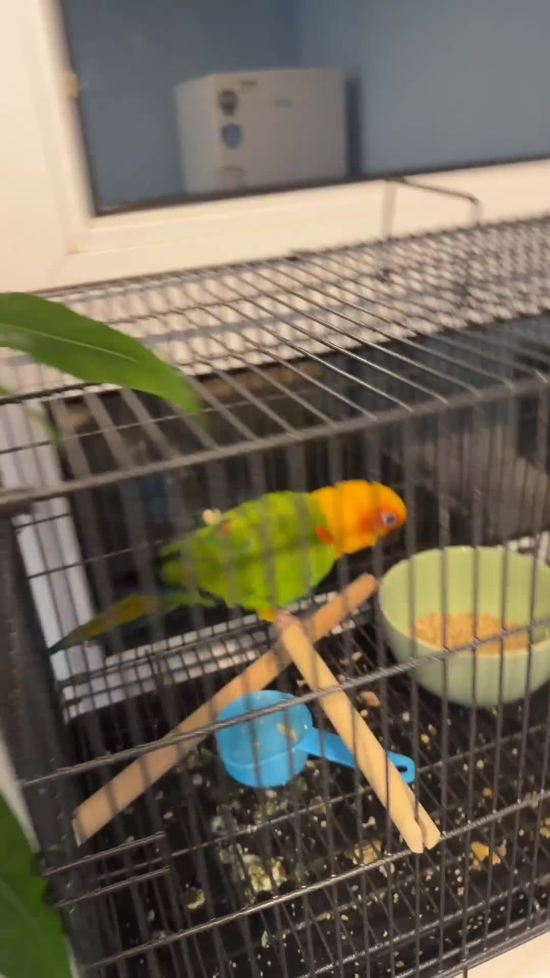 Parrots birds for sale: Sun conure - Video 1