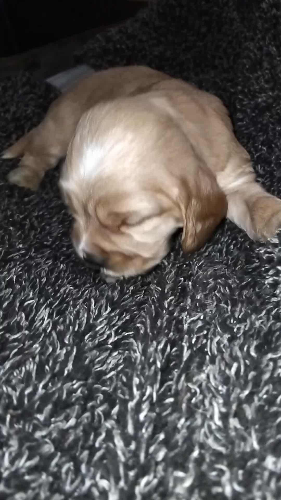 Cocker Spaniel dogs for sale: Golden show cocker spaniel pups ready 10th Feb - Video 1