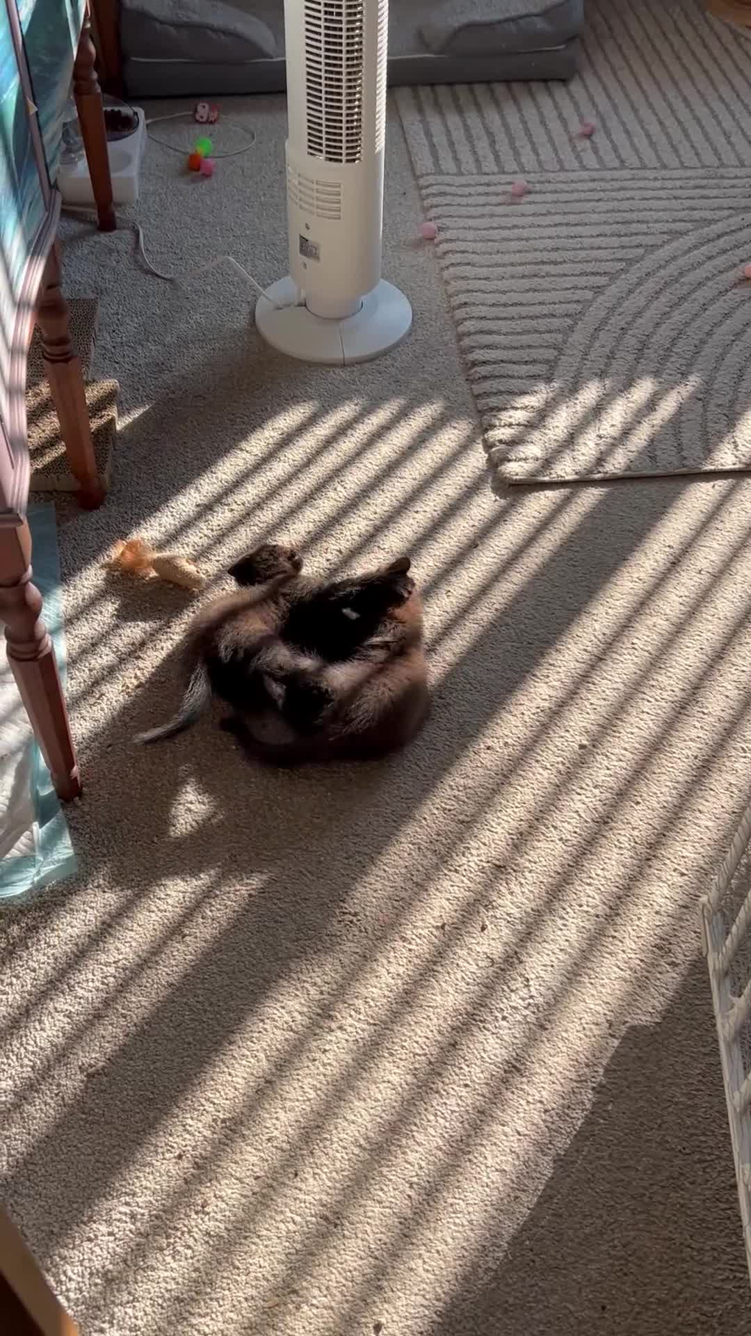 Mixed Breed cats for sale: Twin females - Video 1