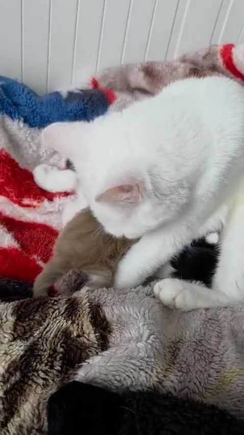 Mixed Breed cats for sale: Kittens😻Ragdoll x domestic cat short hair 😽 - Video 2