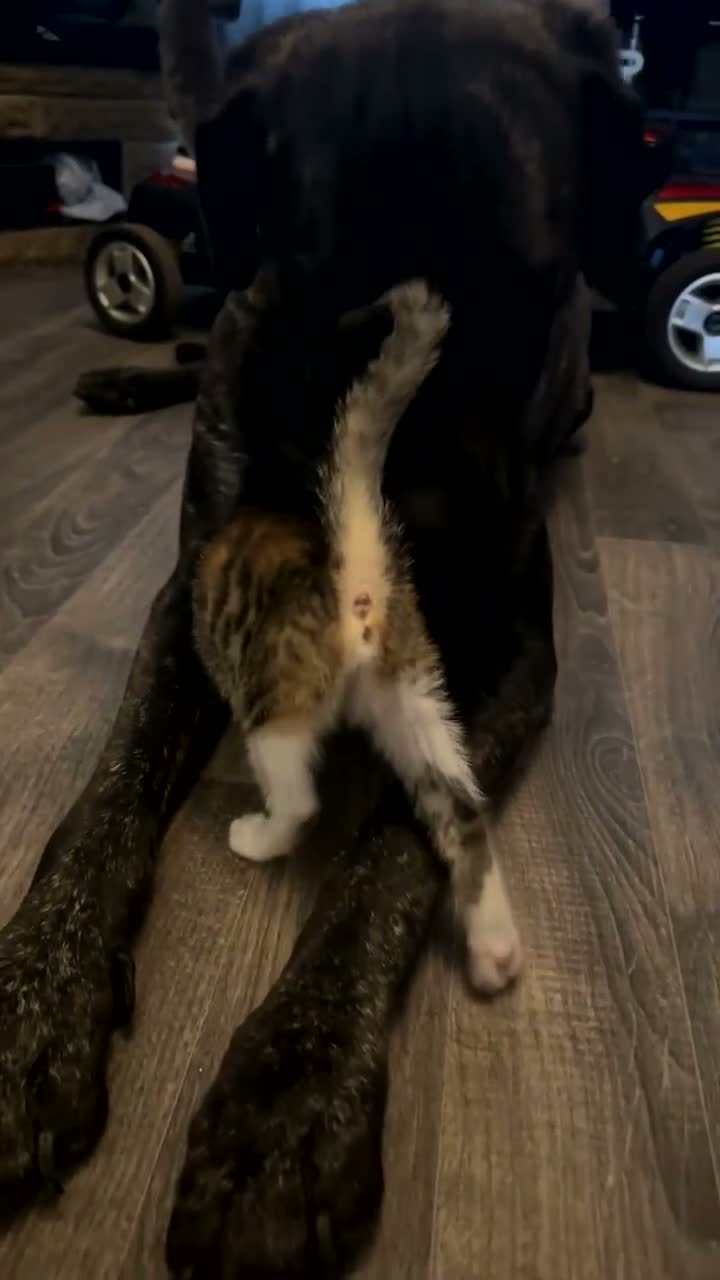 Mixed Breed cats for sale: Beautiful tabby x British long haired kittens 🩷💙 - Video 1