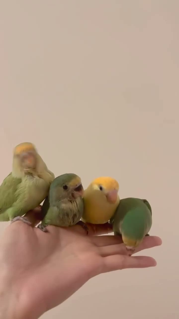 Lovebirds birds for sale: Lovebird in Bristol - Video 1