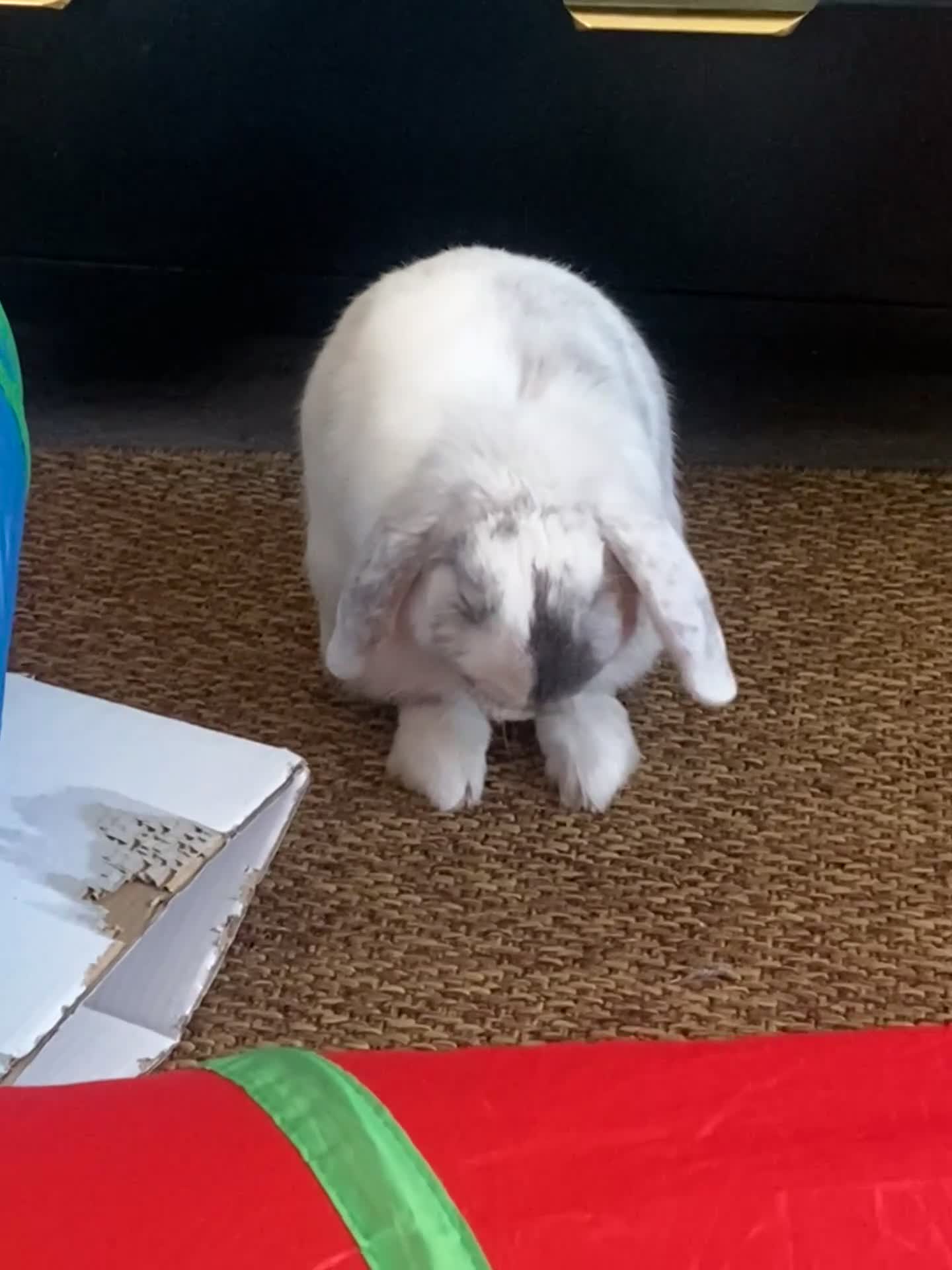 Mini Lop rabbits for sale: Adorable free roam indoor female rabbit - Video 2