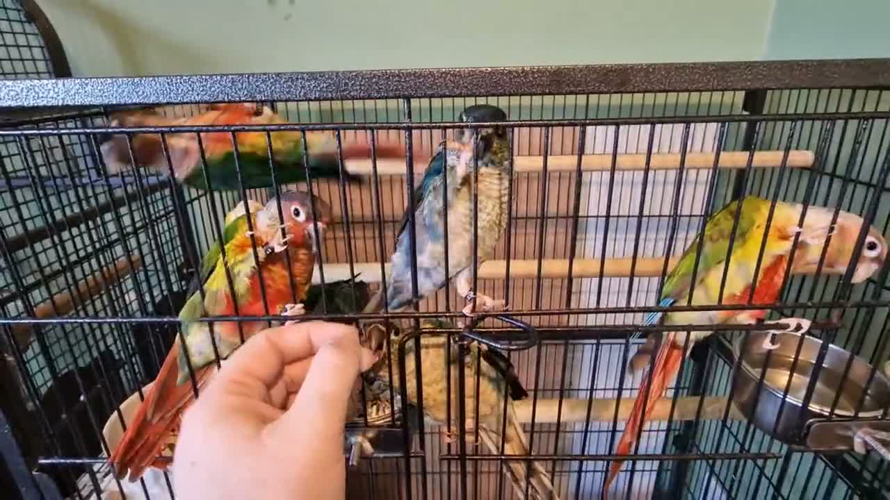 Conures birds for sale: Semi tame conures  - Video 1