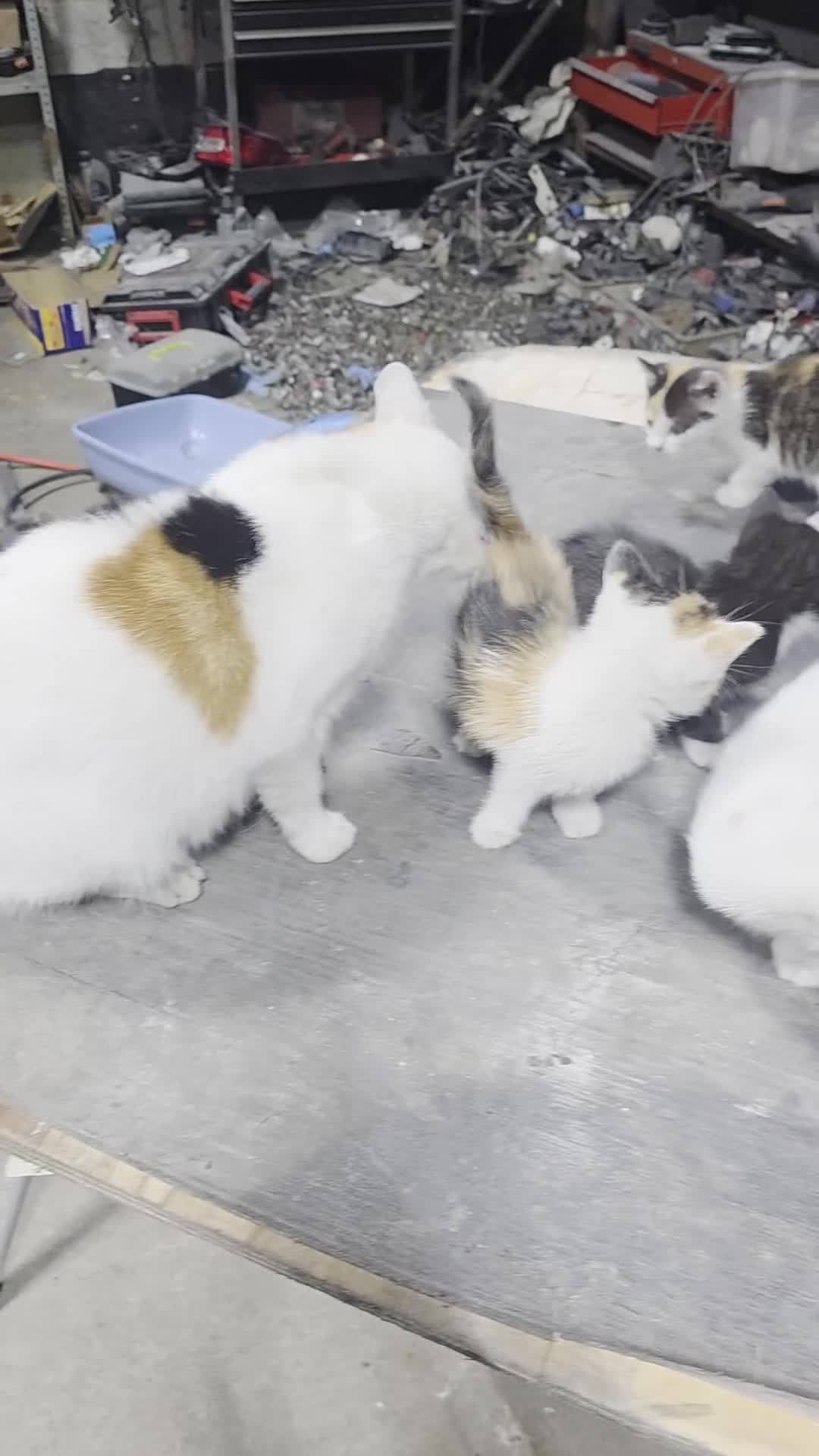 Mixed Breed cats for sale: kittens and mother are very friendly  - Video 1