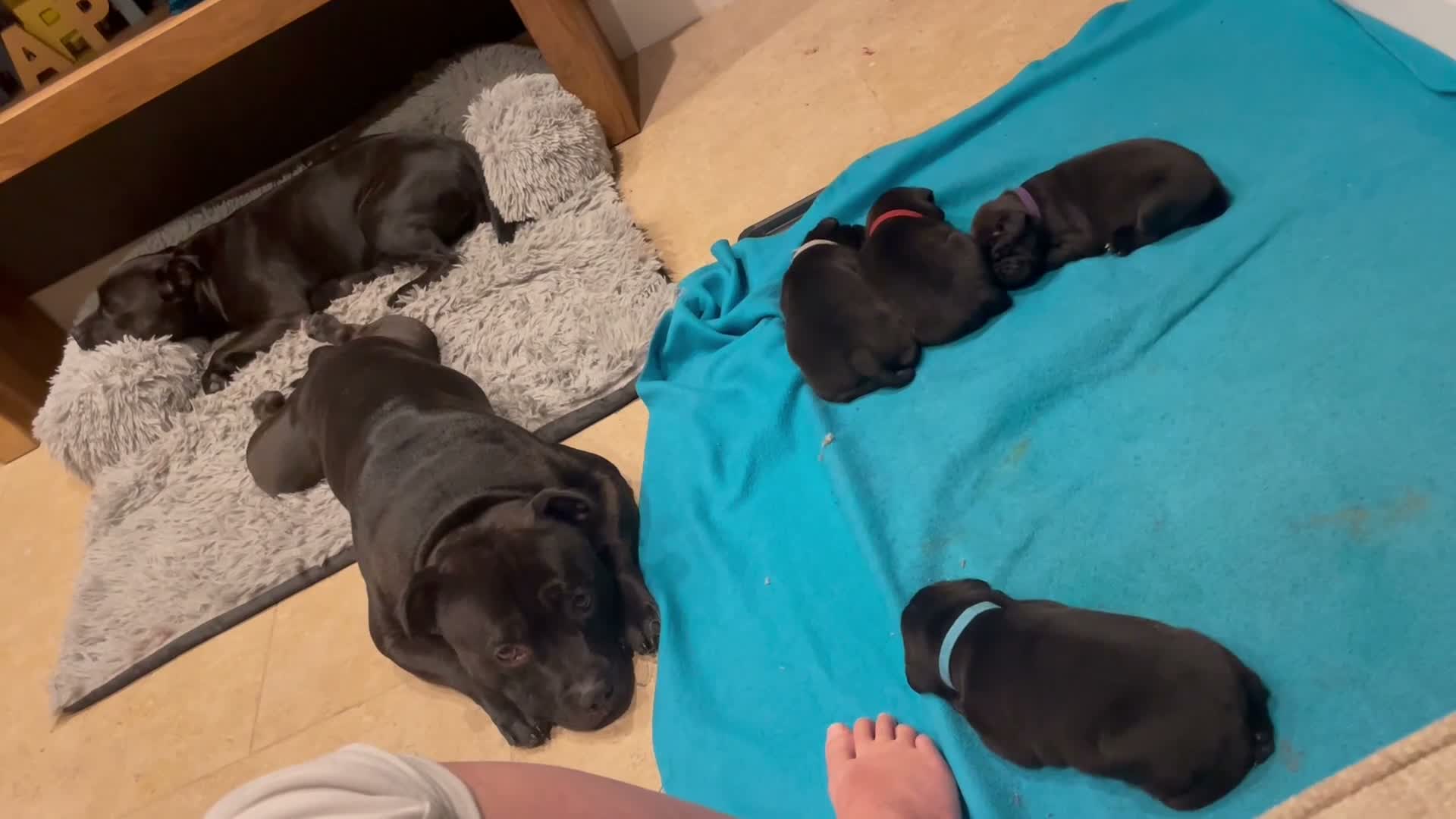 Staffordshire Bull Terrier dogs for sale: 🐾 KC Reg 4 x Stunning Staffy Puppies 🩷🩷🩷💙 - Video 2