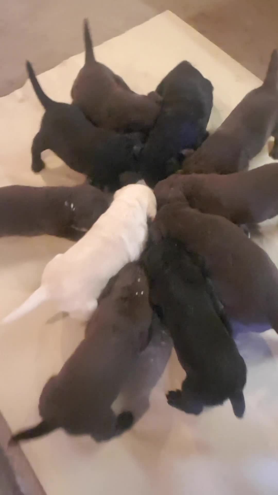 Labrador Retriever dogs for sale: Labrador puppies, beuitfull fur babbies  - Video 2