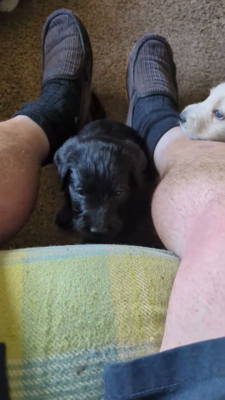 Mixed Breed dogs for sale: Labradoodle Puppies in Stamford - Video 1