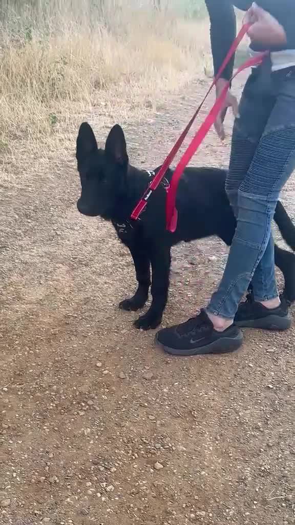 German Shepherd dogs for sale: Outstanding KC reg straight back German Sheppard  - Video 1