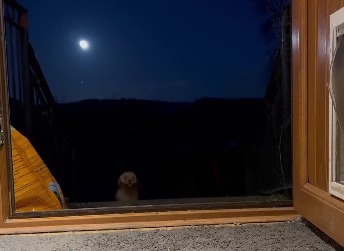 Cockapoo dogs for sale: Cockapoo puppies 🐶  - Video 1