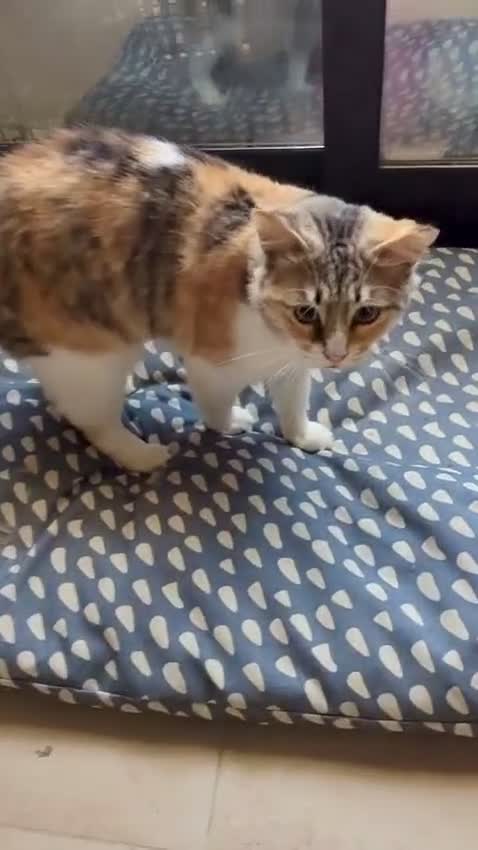 Mixed Breed cats for adoption: Maple is looking for home 🍁  - Video 1