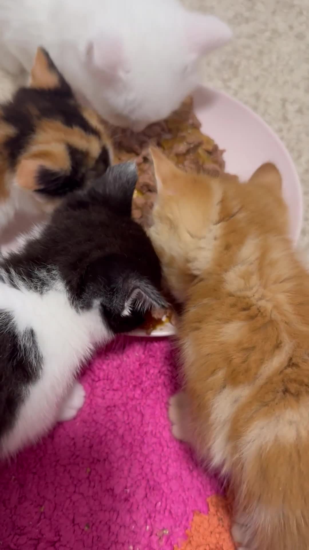 British Shorthair cats for sale: Beautiful kittens  - Video 1