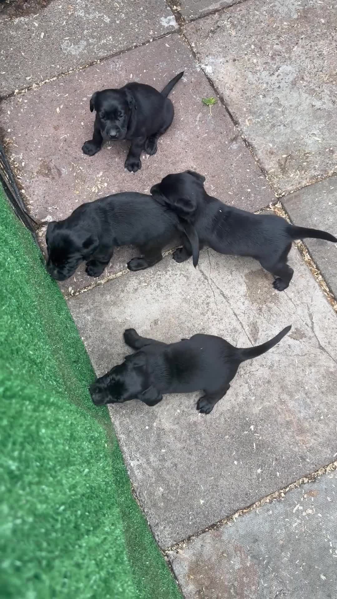 Labrador Retriever dogs for sale: Black Labradors boys and girls  - Video 2