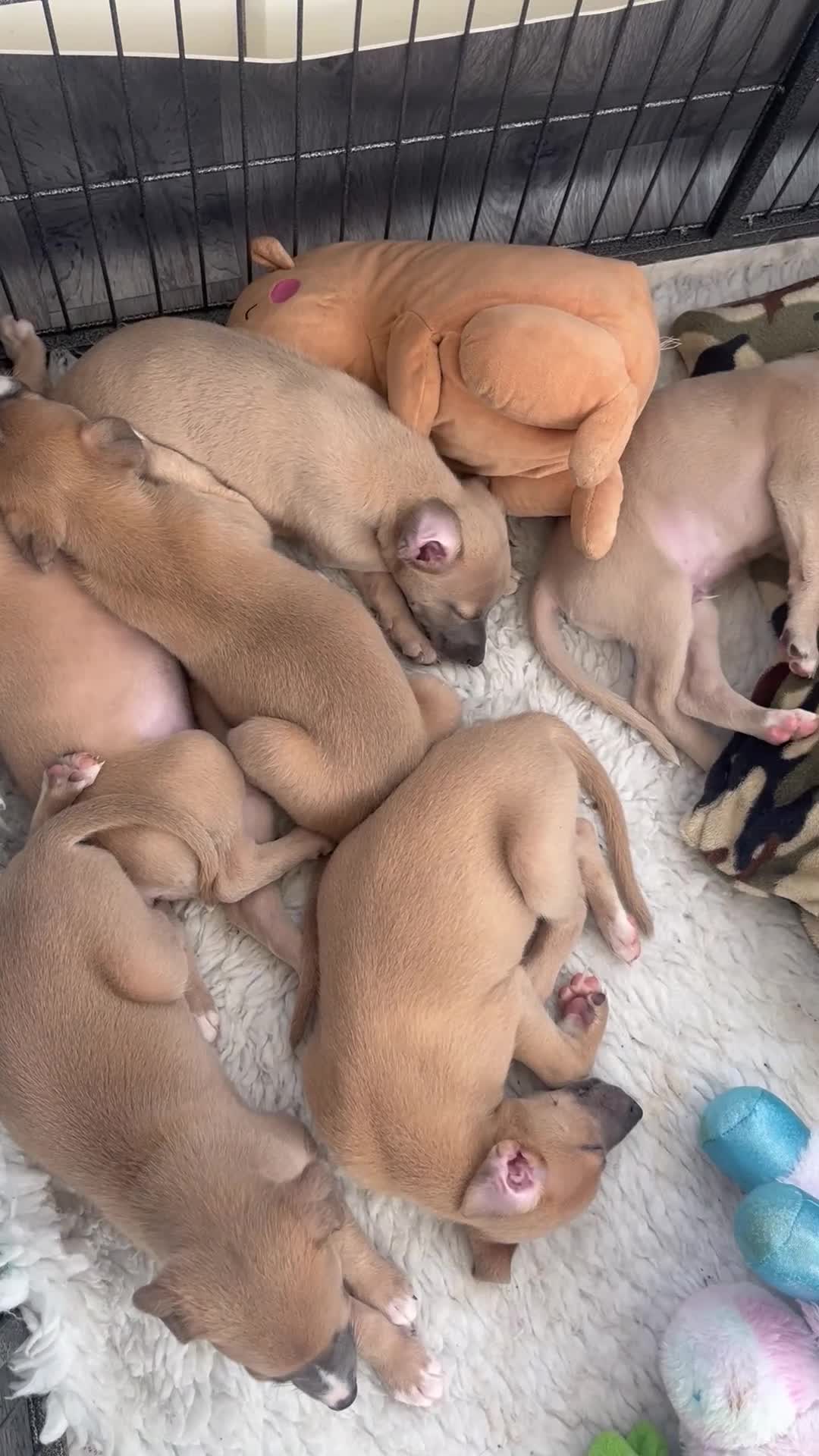 Whippet dogs for sale: KC Registered Whippet Puppies - Video 1