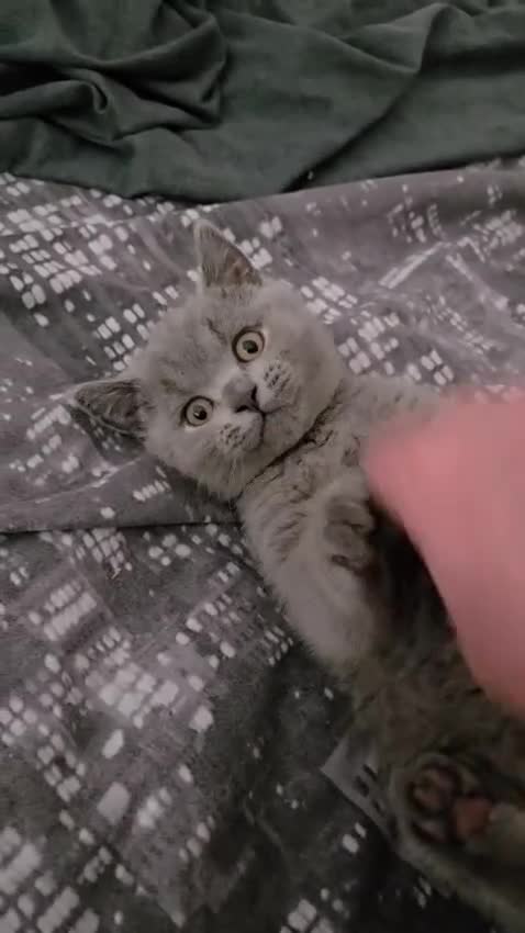 British Shorthair cats for sale: Chunky Pedigree British Shorthair Kittens - Video 1