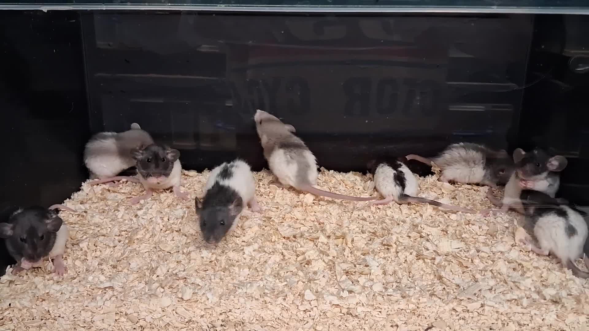 Rat rodents for sale: Baby Dumbo Rat's, Natural , Rex , Nakeds  - Video 1