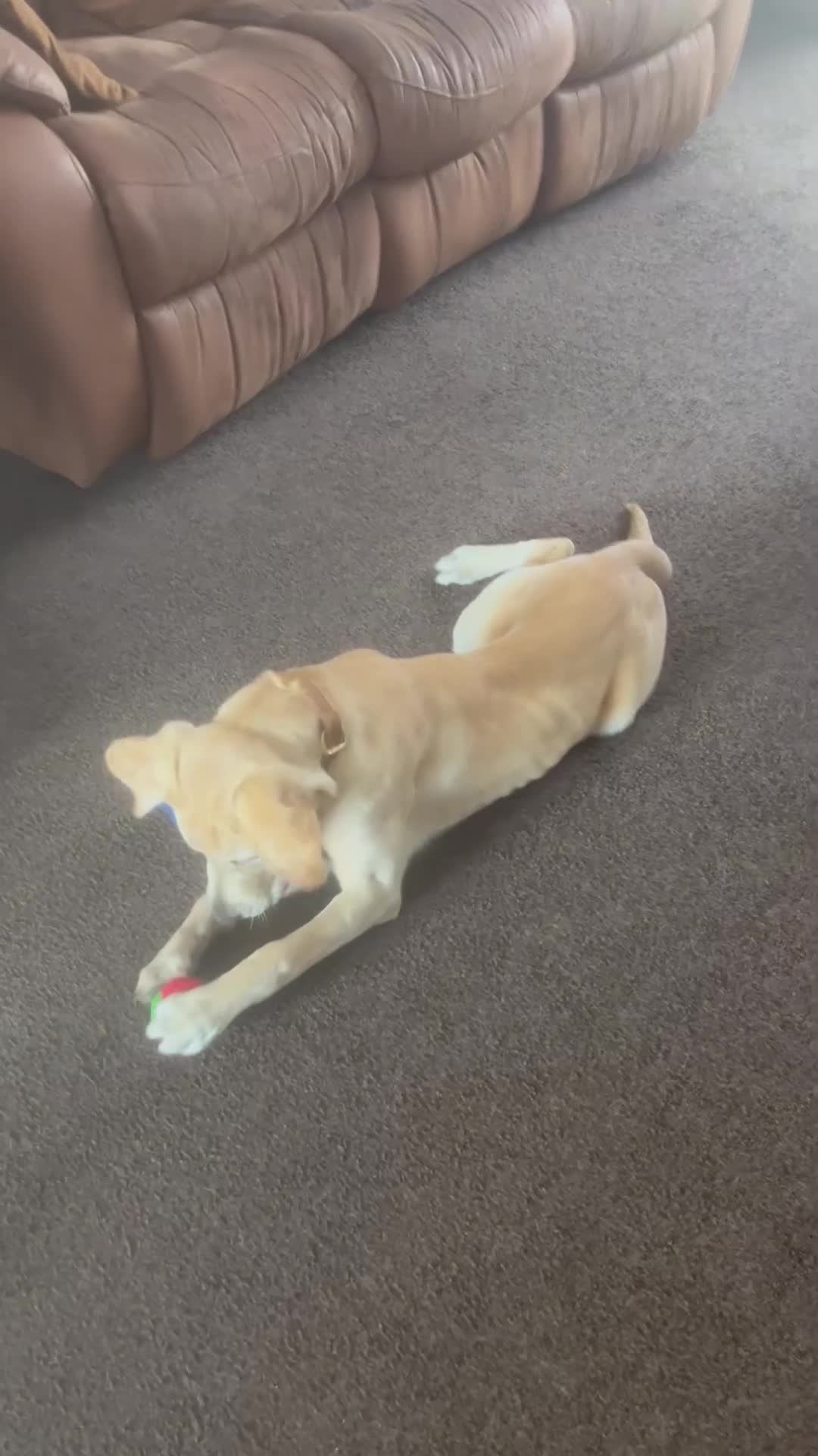 Labrador Retriever dogs for sale: 6 Month old Labrador  Retriever for Sale  - Video 2