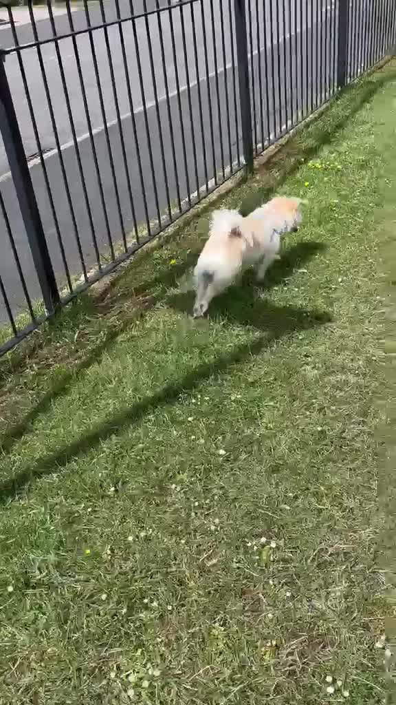 Mixed Breed dogs for adoption: Freddie - Nearly 5 Years, Terrier Mix Boy in Bedford - Video 1