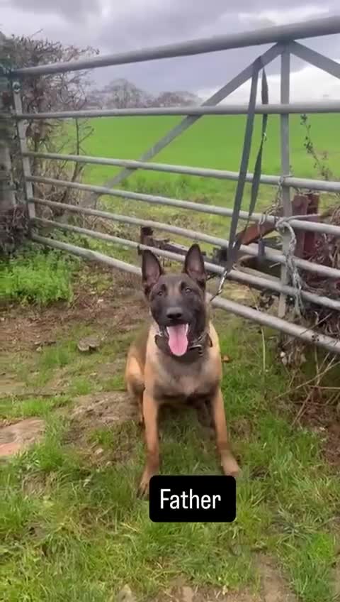 Belgian Shepherd Dog dogs for sale: Belgian Malinois puppies - 6 months old in Tonbridge - Video 1