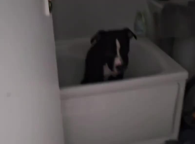 Staffordshire Bull Terrier dogs for sale: Lovely little staffy in York - Video 1